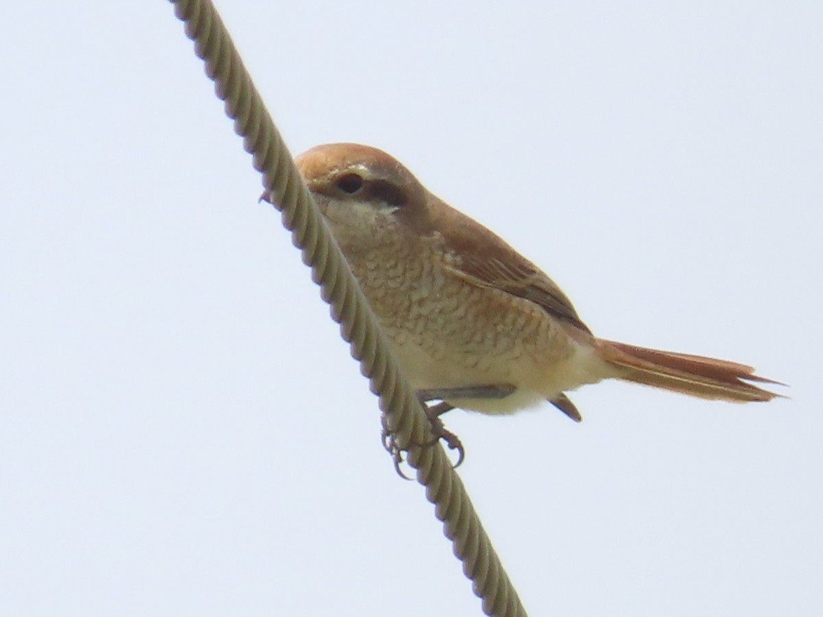 Ухаа дунхай - ML646737971