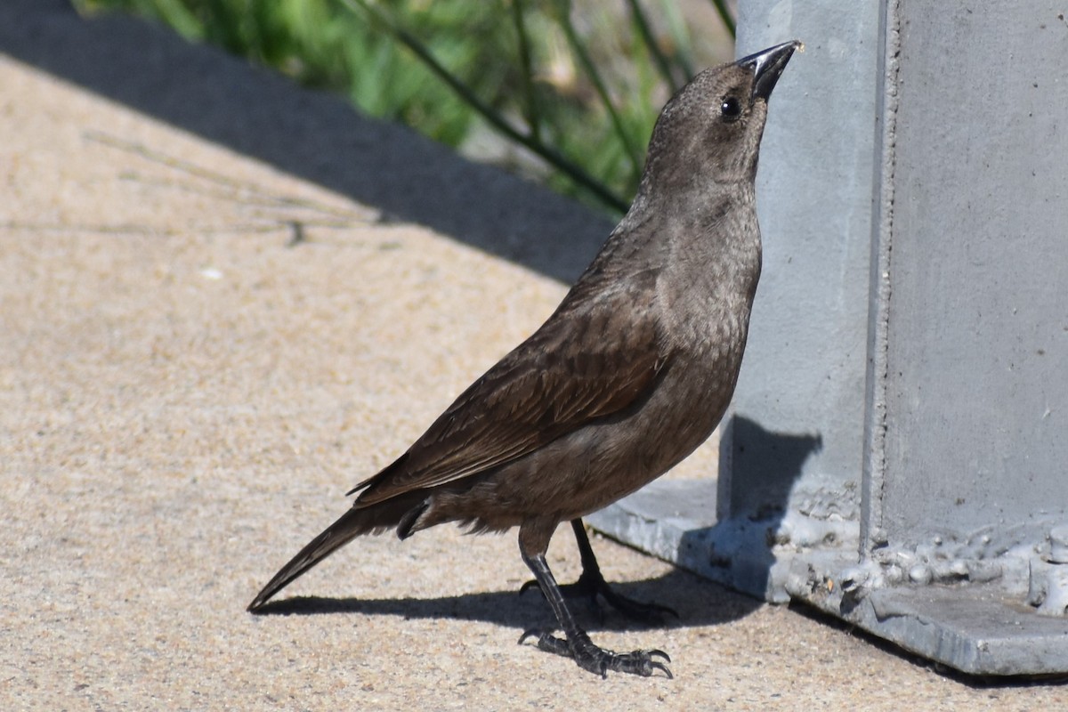 Seidenkuhstärling - ML646737972