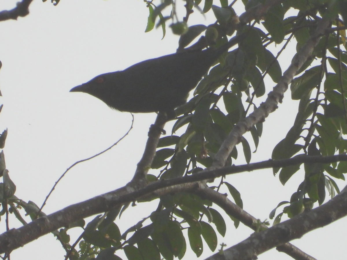 Stourne bronzé - ML646737973