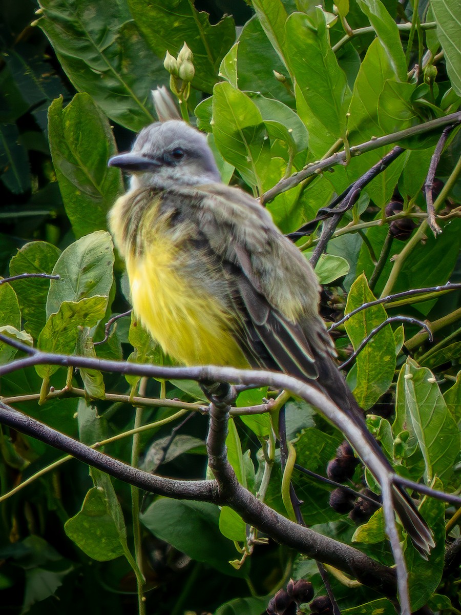 Tropical Kingbird - ML646737974