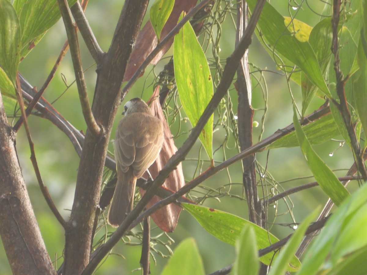 Бюльбюль широкобровий - ML646737975