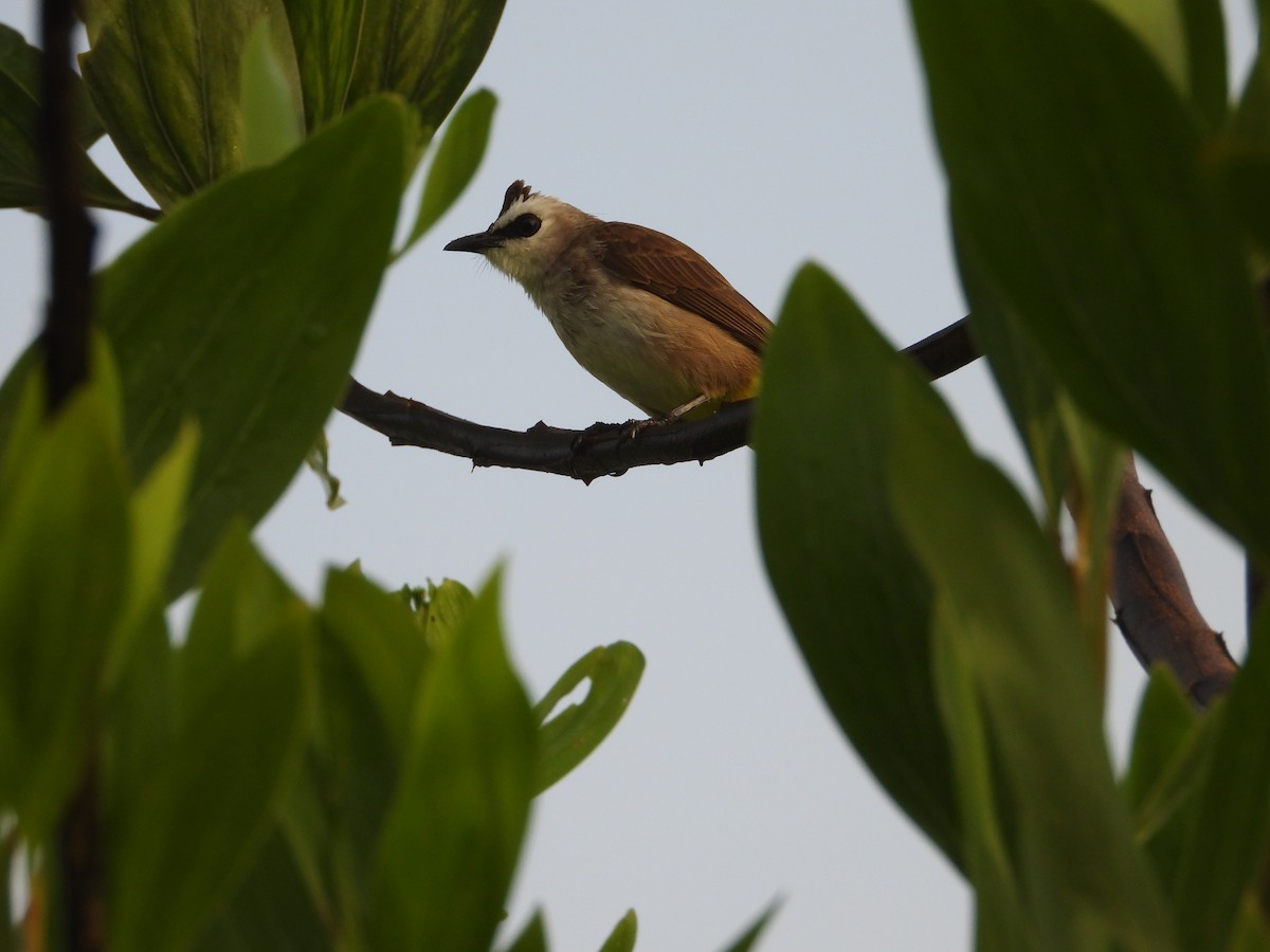 Бюльбюль широкобровий - ML646737976