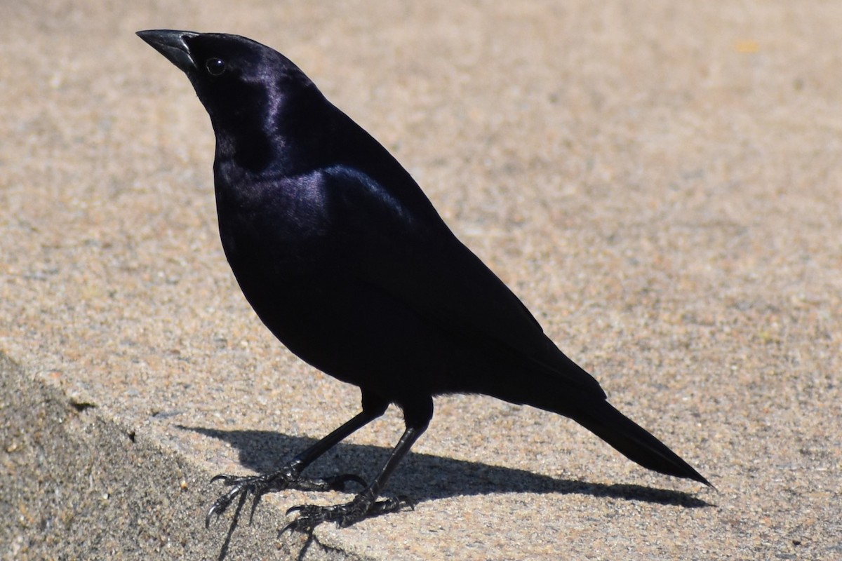 Seidenkuhstärling - ML646737977