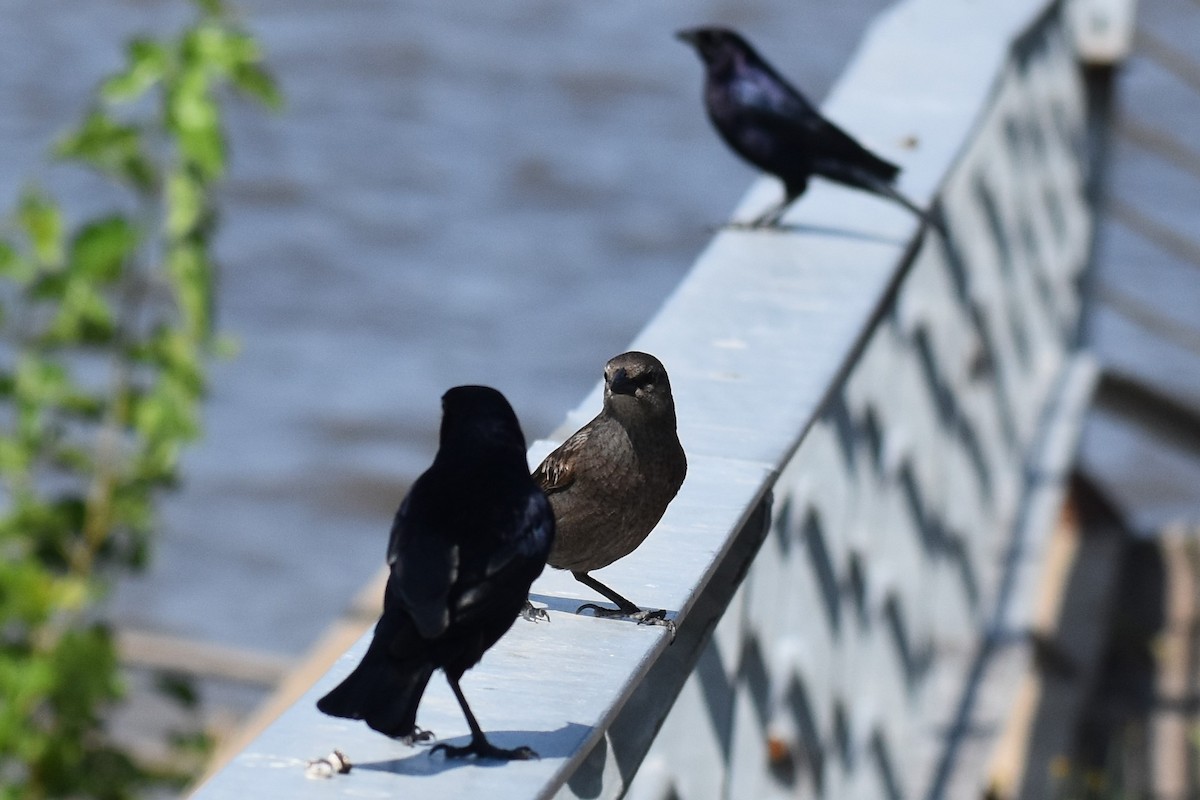 Seidenkuhstärling - ML646737978