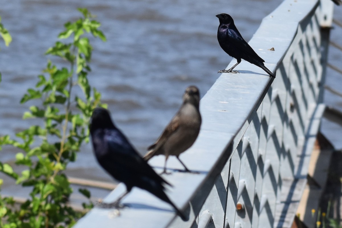 Seidenkuhstärling - ML646737979