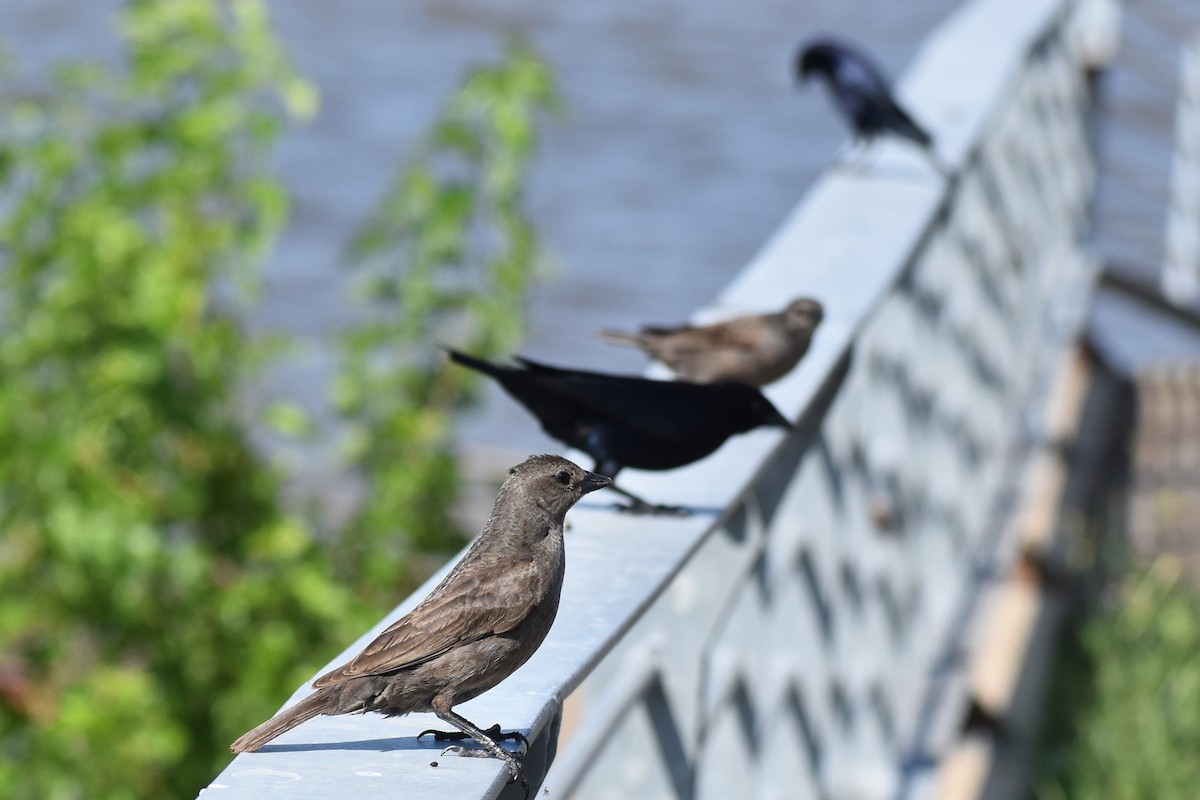 Seidenkuhstärling - ML646737980