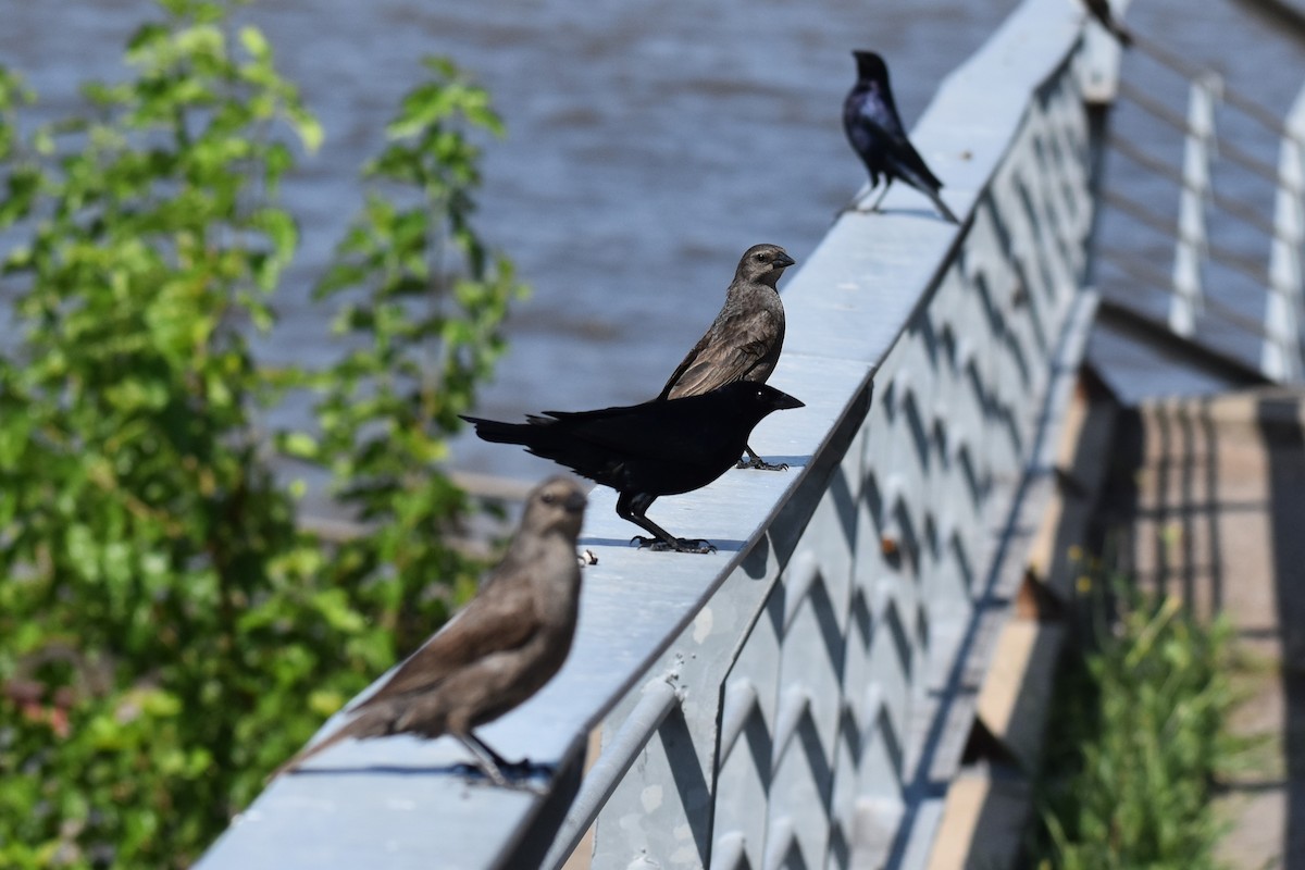 Seidenkuhstärling - ML646737981