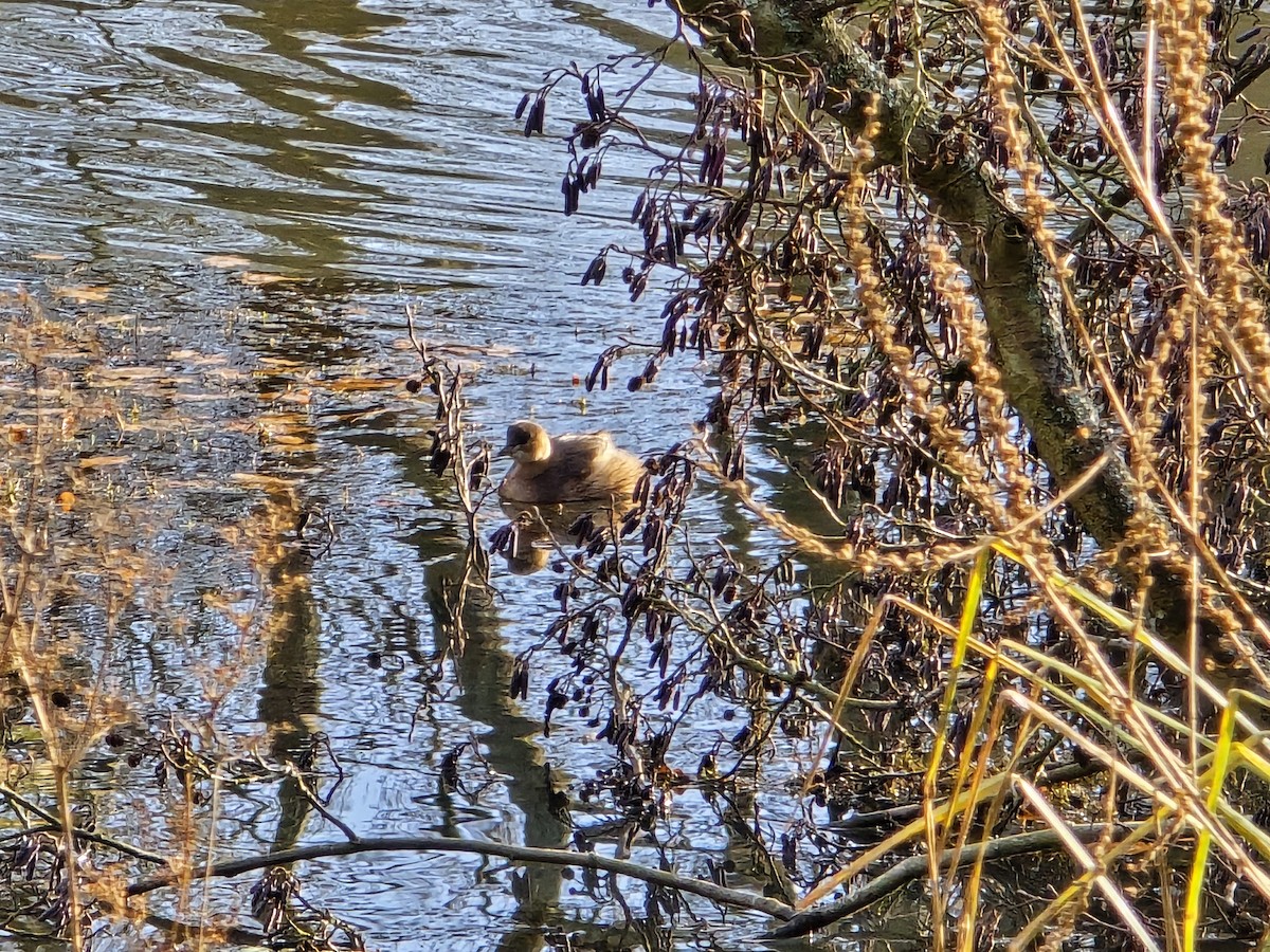 Little Grebe - ML646737982