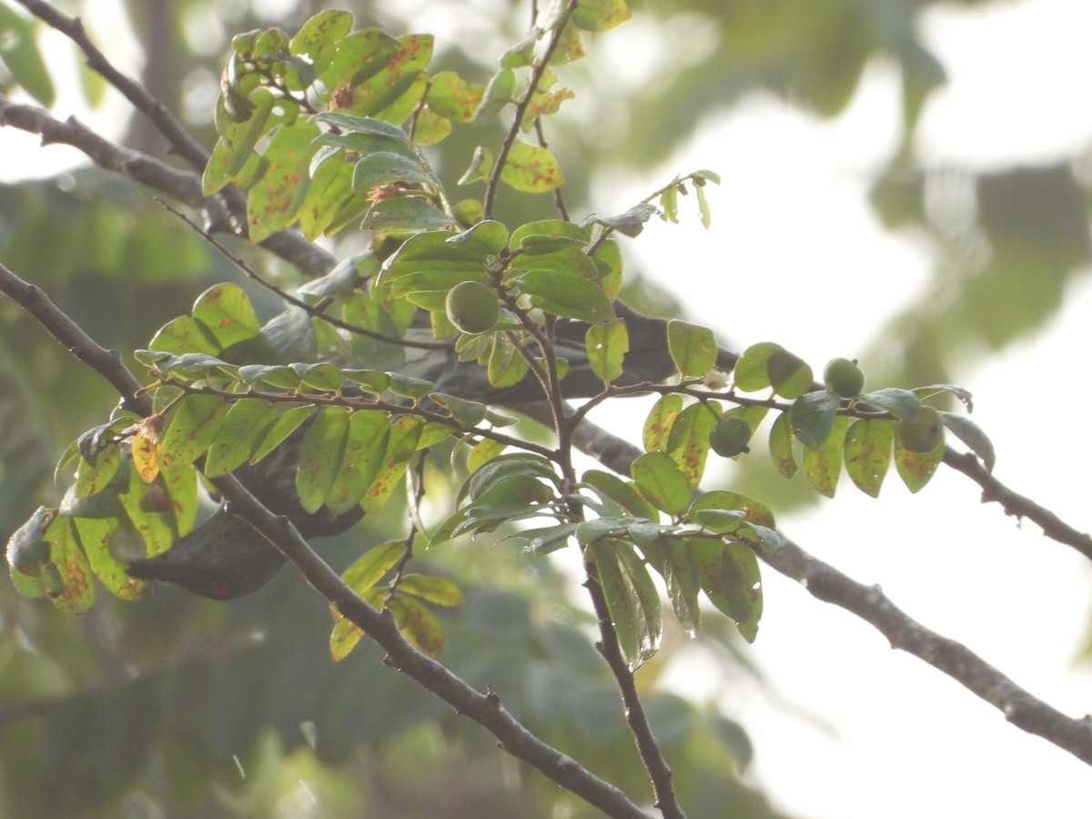 Stourne bronzé - ML646737984