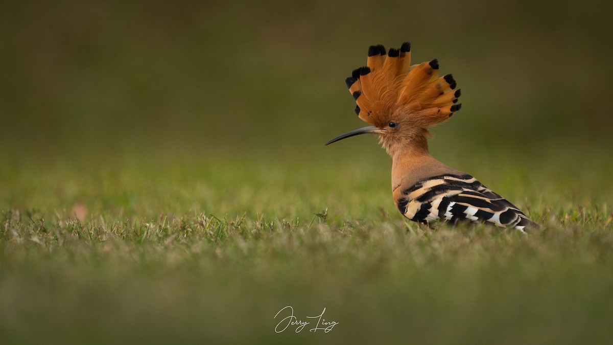 Common Hoopoe - ML646737985