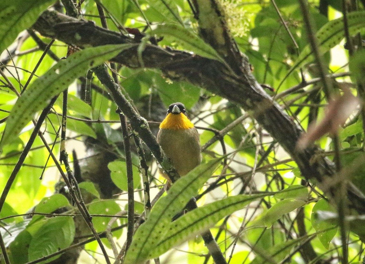 Yellow-throated Tanager - ML646737986