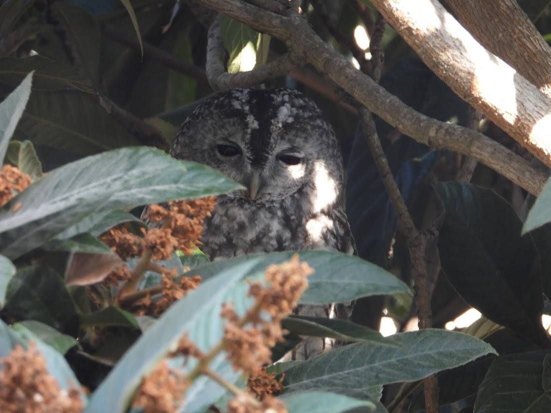 Allocco - ML646737987