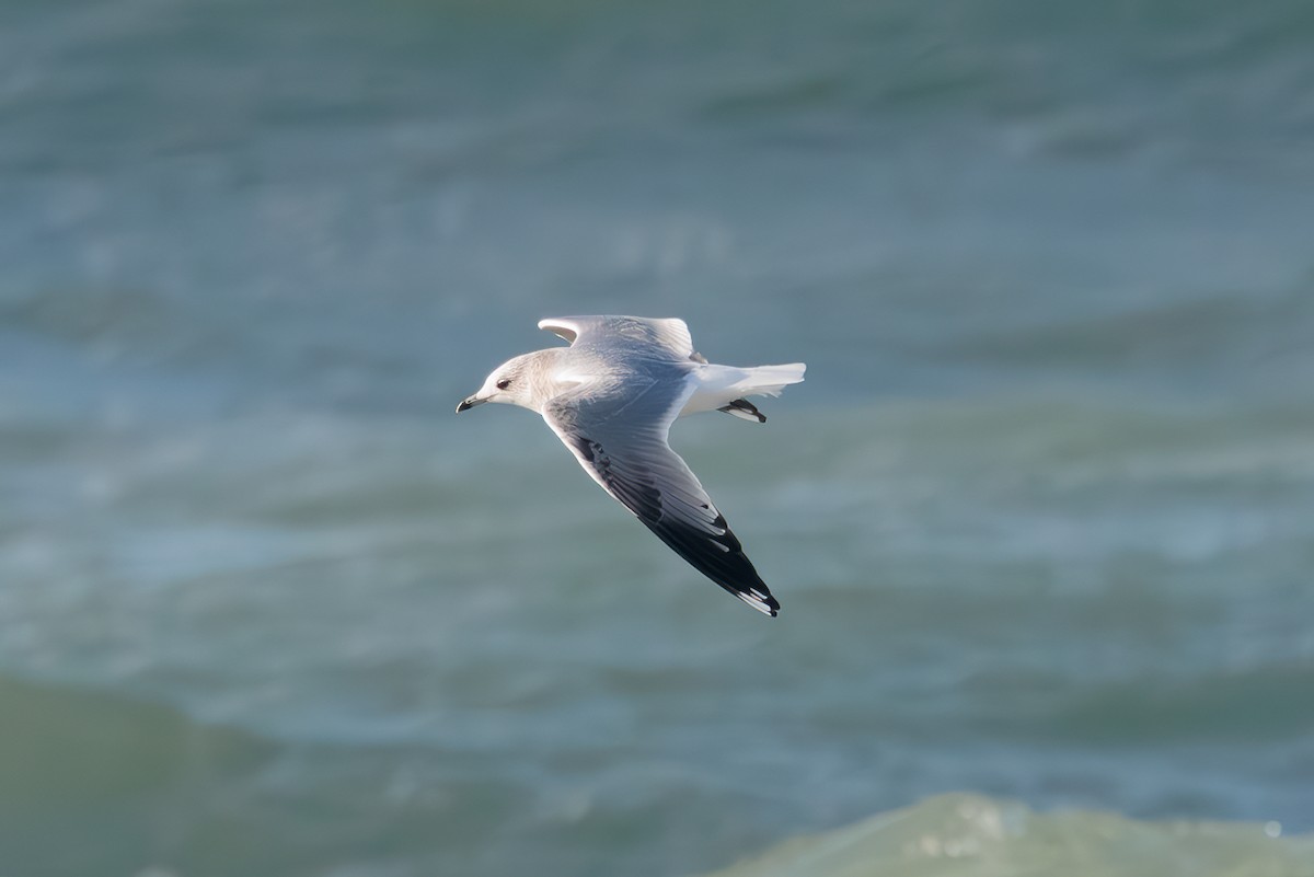 Gavina - ML646737989