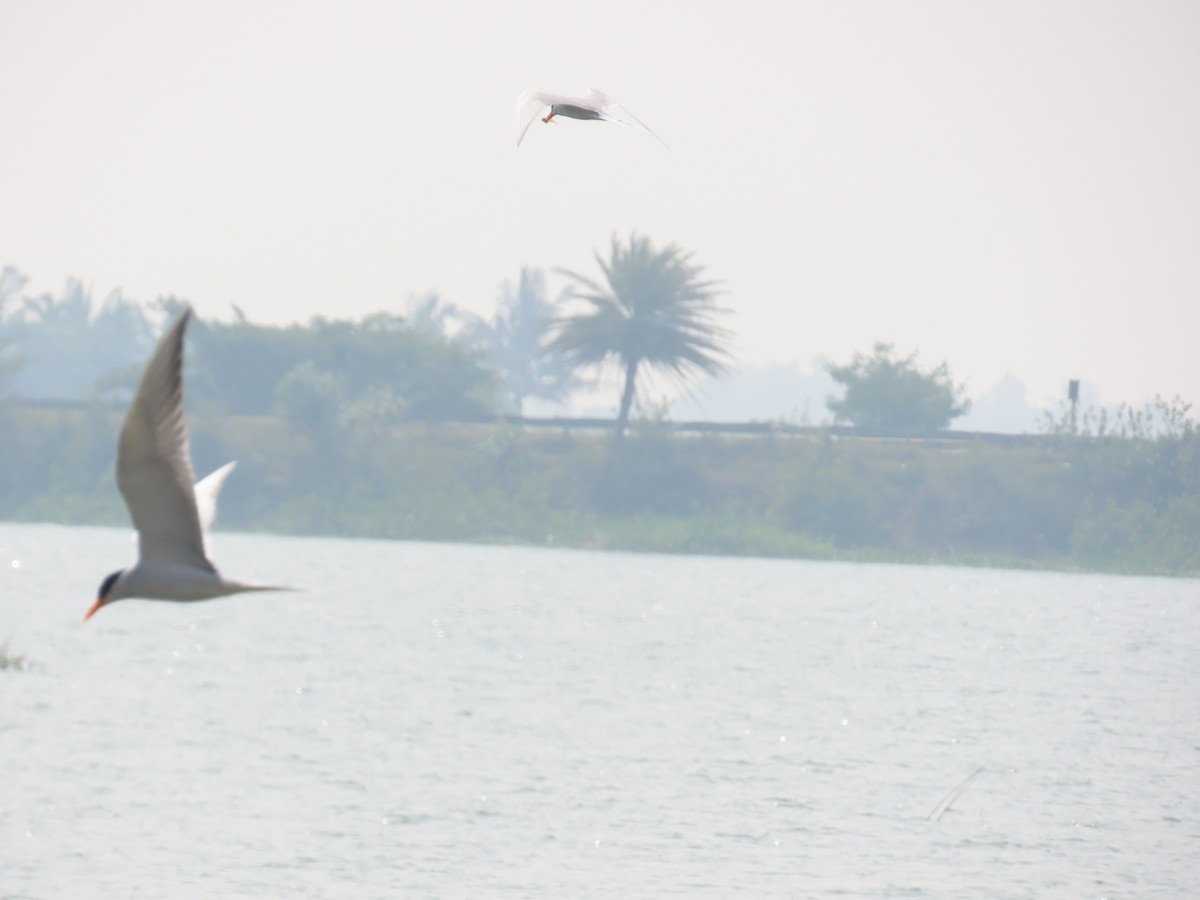 River Tern - ML646737991