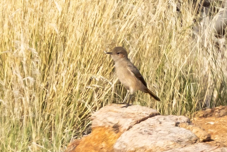 Рыжегузая чернохвостка - ML646737992