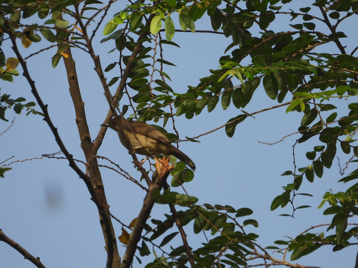 Бюльбюль бурий - ML646737996