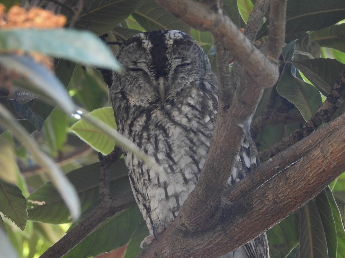 Allocco - ML646737997