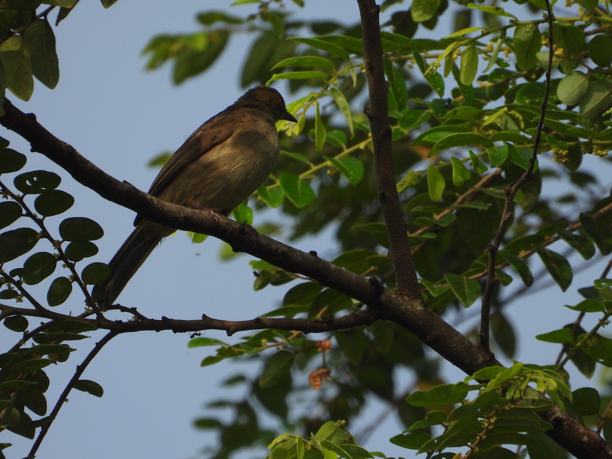 Бюльбюль бурий - ML646737998