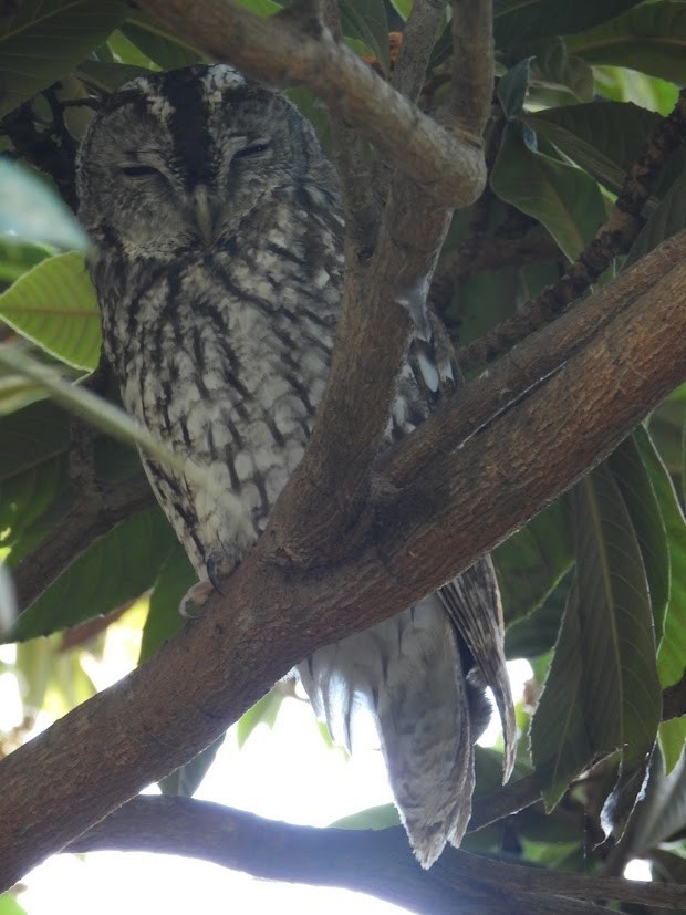 Allocco - ML646738000