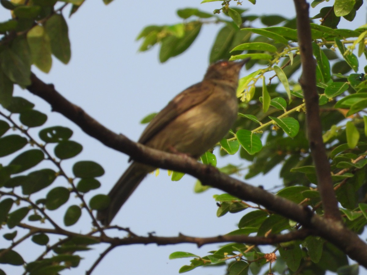 Бюльбюль бурий - ML646738001