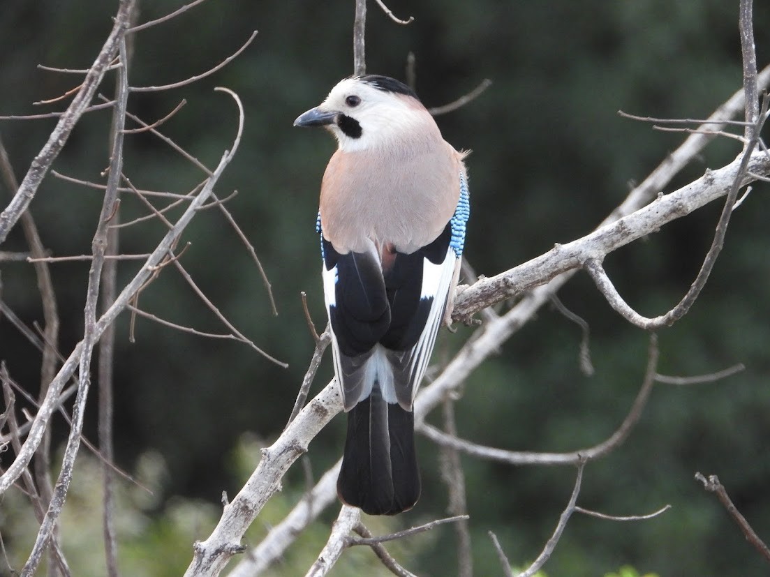 Ghiandaia - ML646738003