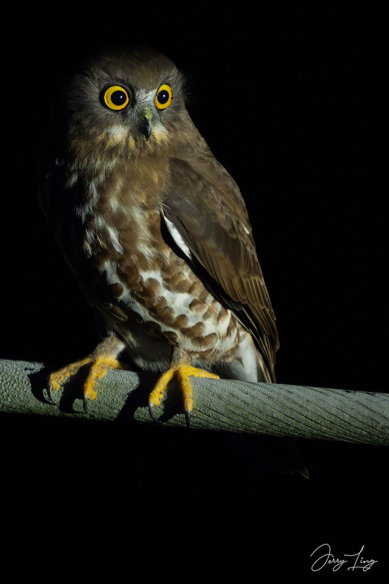 Brown Boobook - ML646738004