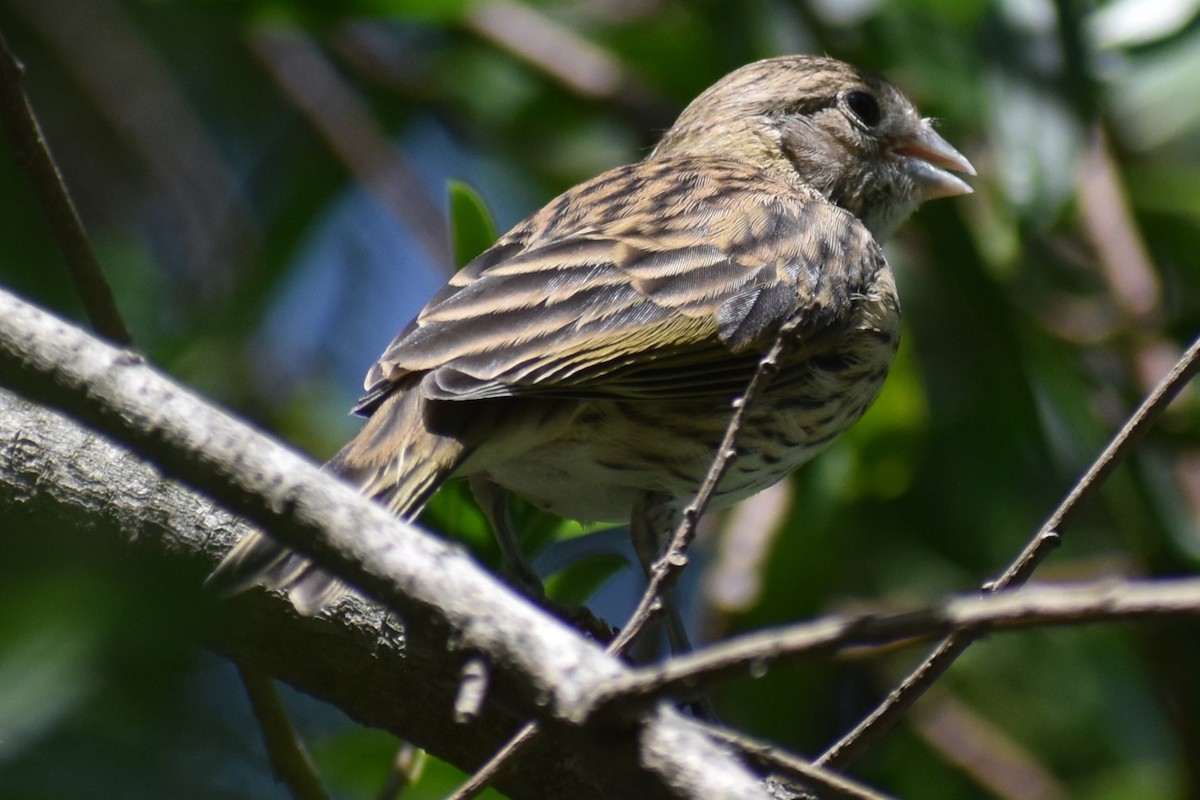 Safrangilbtangare - ML646738005