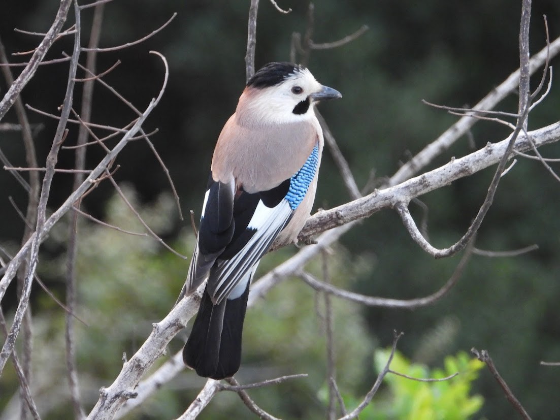 Ghiandaia - ML646738006