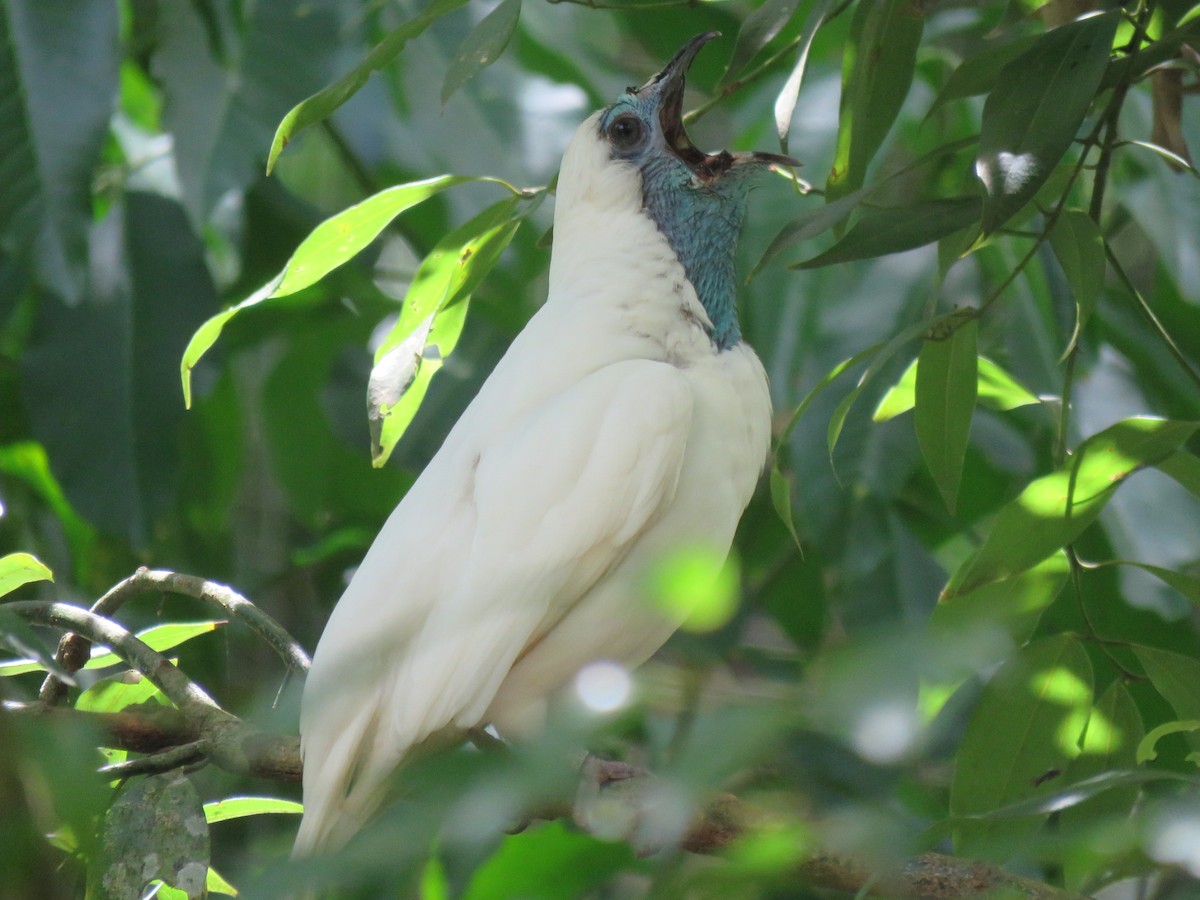Bare-throated Bellbird - ML646738007