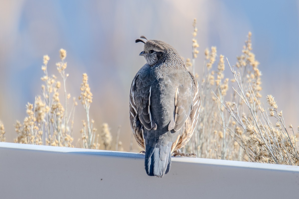 California Quail - ML646738008