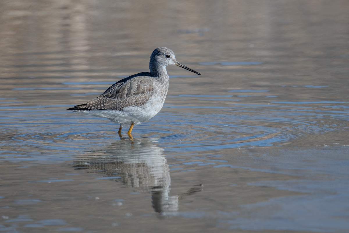 Greater Yellowlegs - ML646738009