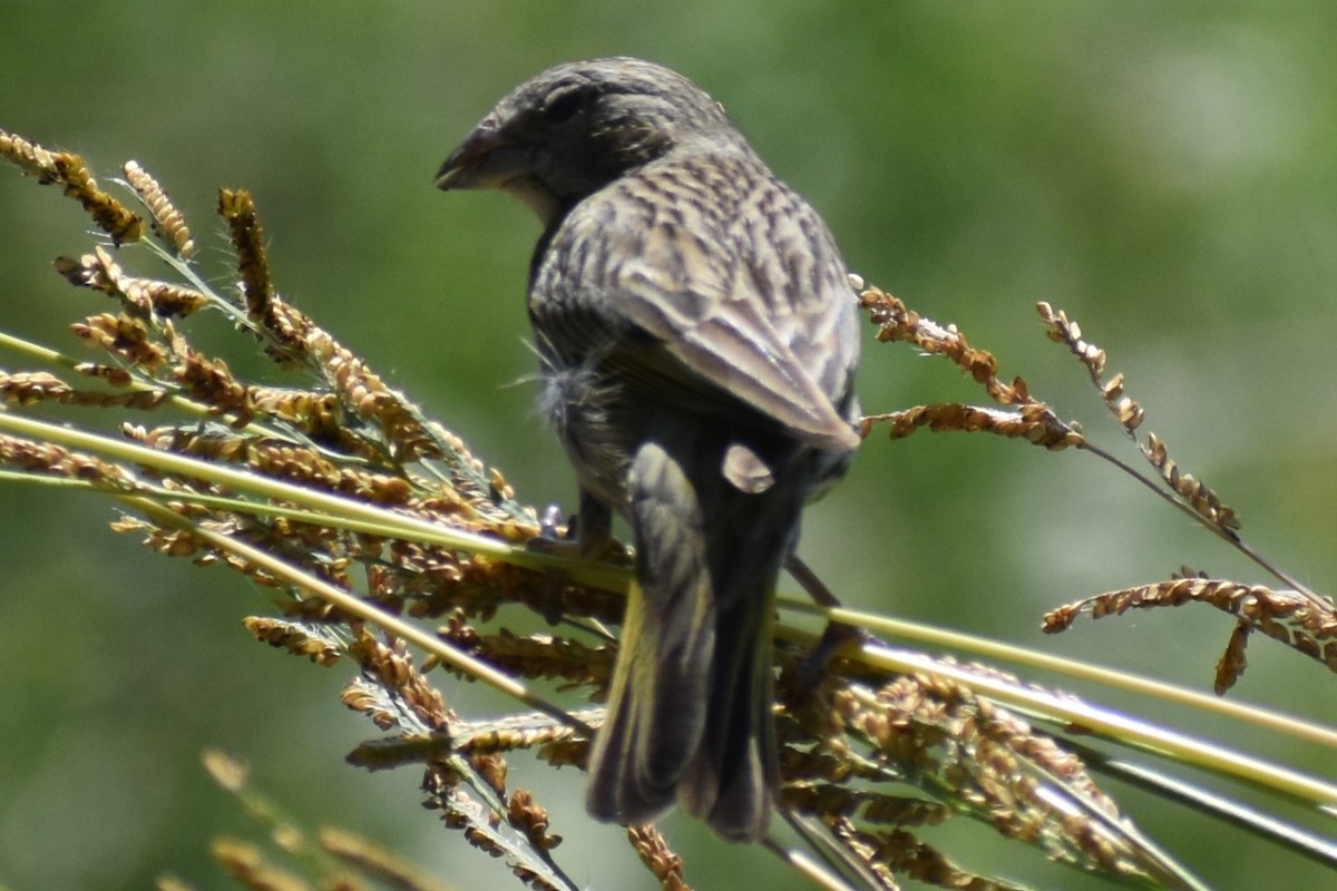 Safrangilbtangare - ML646738012