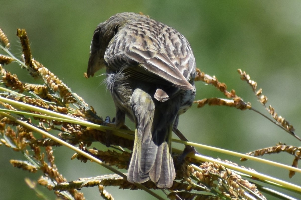 Safrangilbtangare - ML646738013