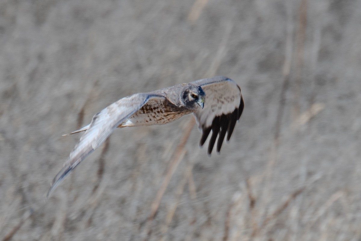 Northern Harrier - ML646738014