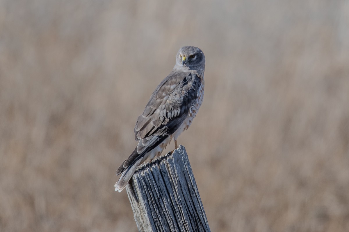 Northern Harrier - ML646738015