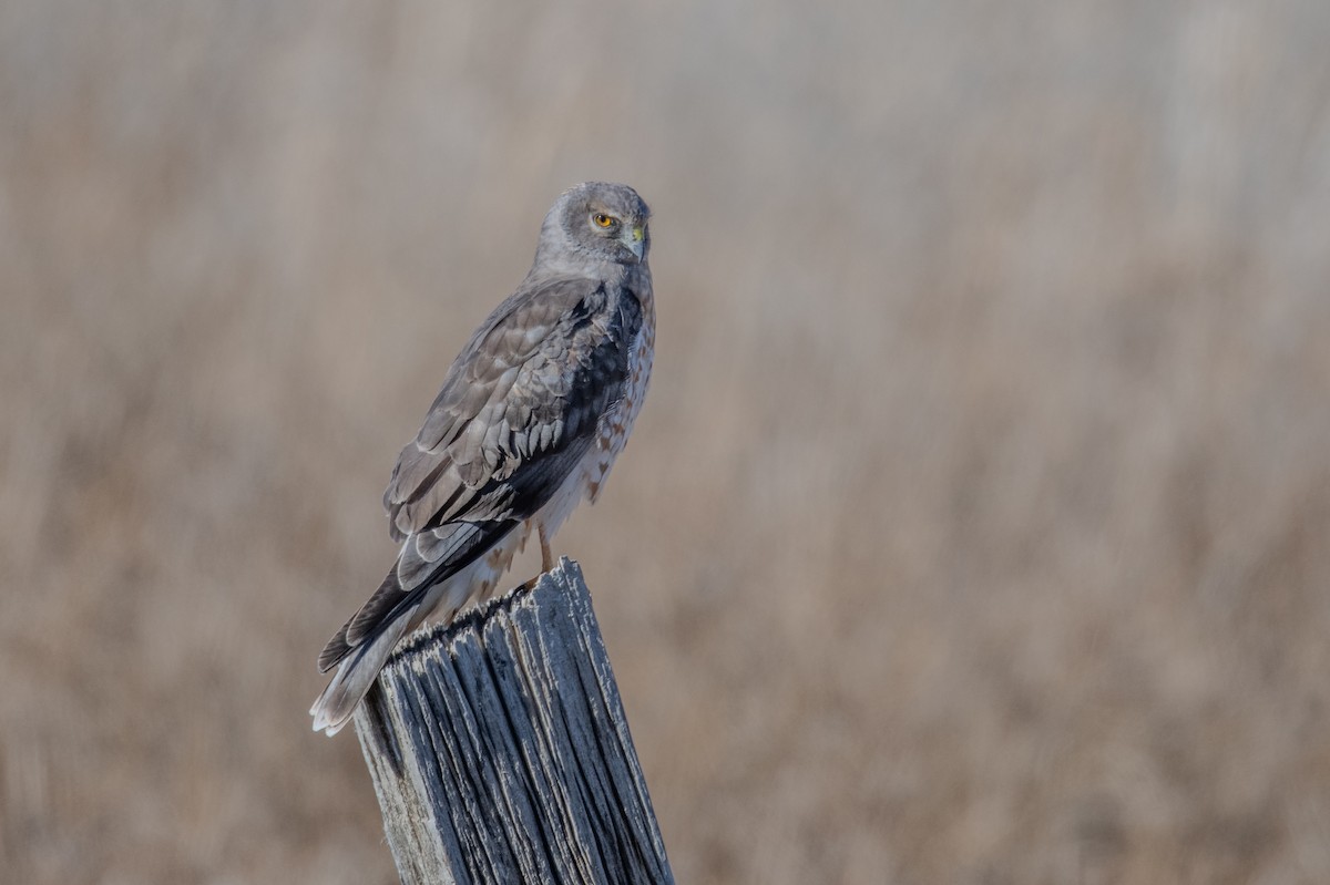 Northern Harrier - ML646738016
