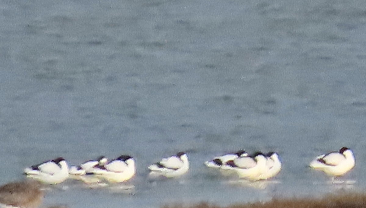 Säbelschnäbler - ML646738018