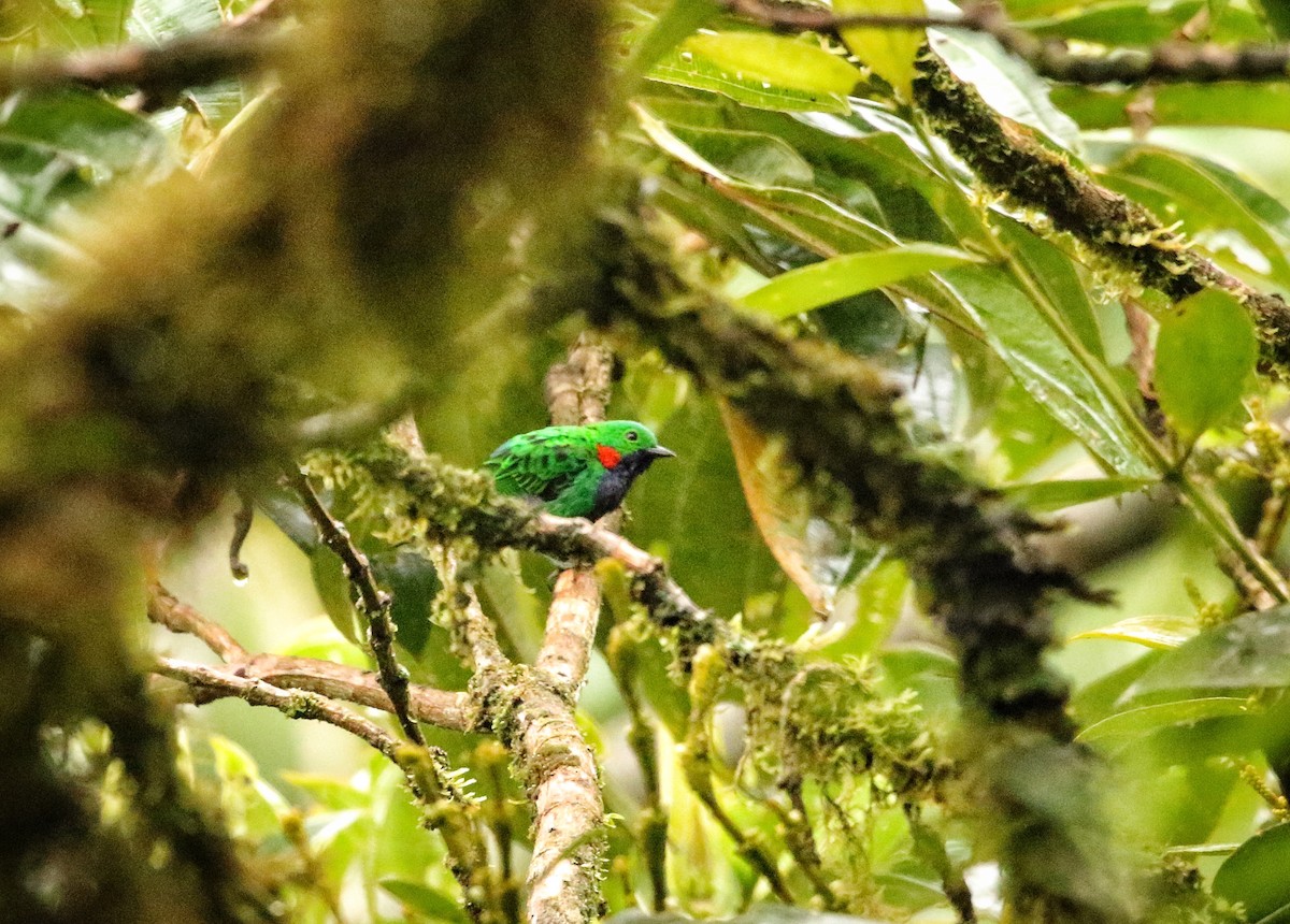 Orange-eared Tanager - ML646738019