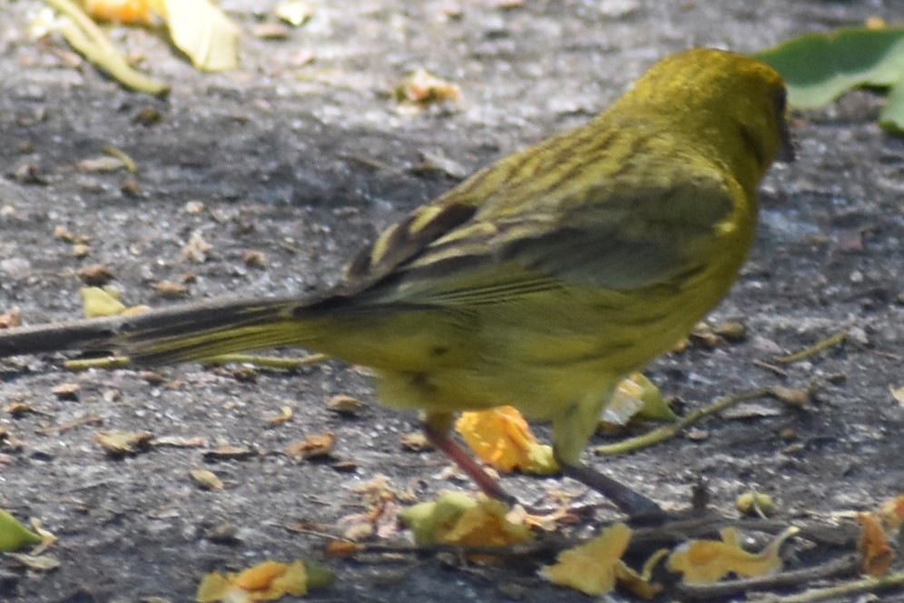 Safrangilbtangare - ML646738020