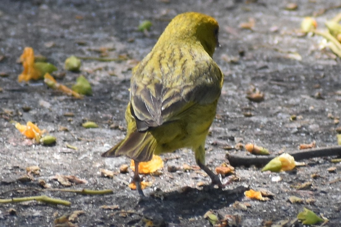 Safrangilbtangare - ML646738021