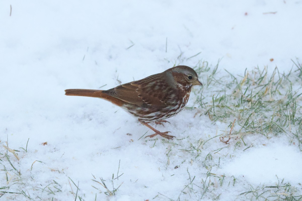 Fox Sparrow - ML646738023