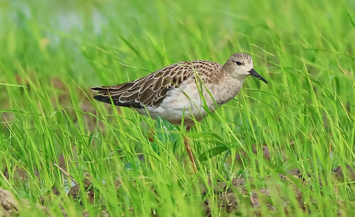 Турухтан - ML646738025