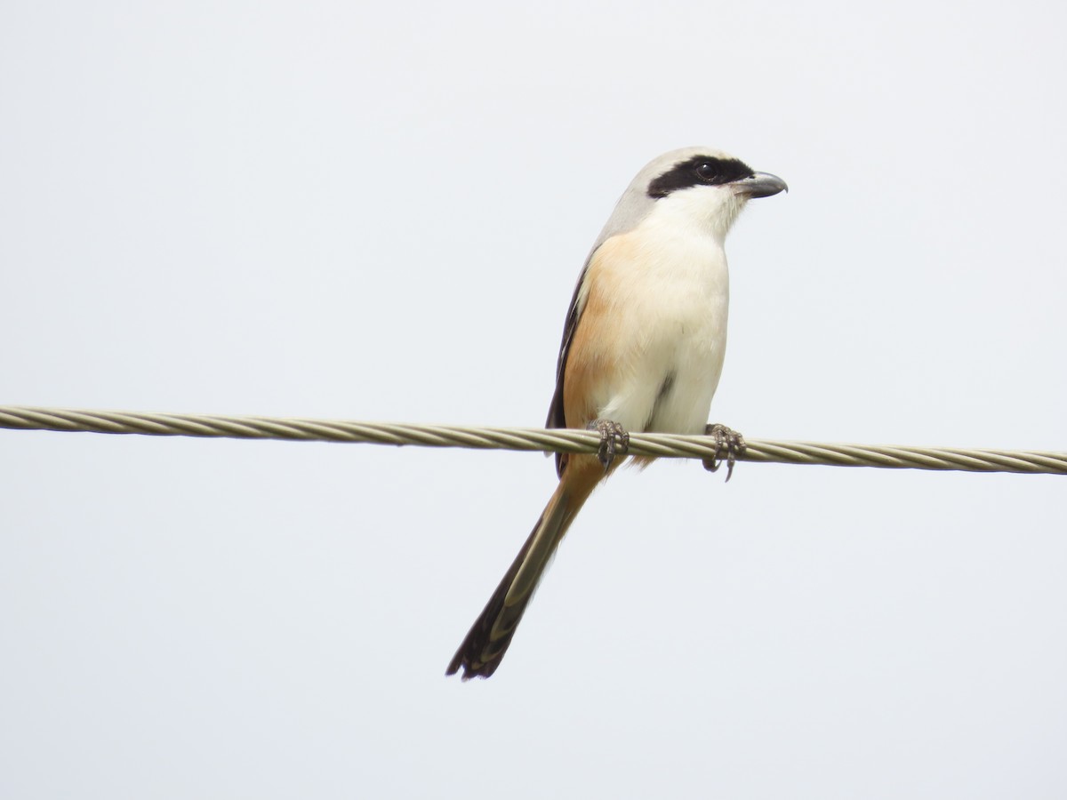 Алаг дунхай - ML646738026