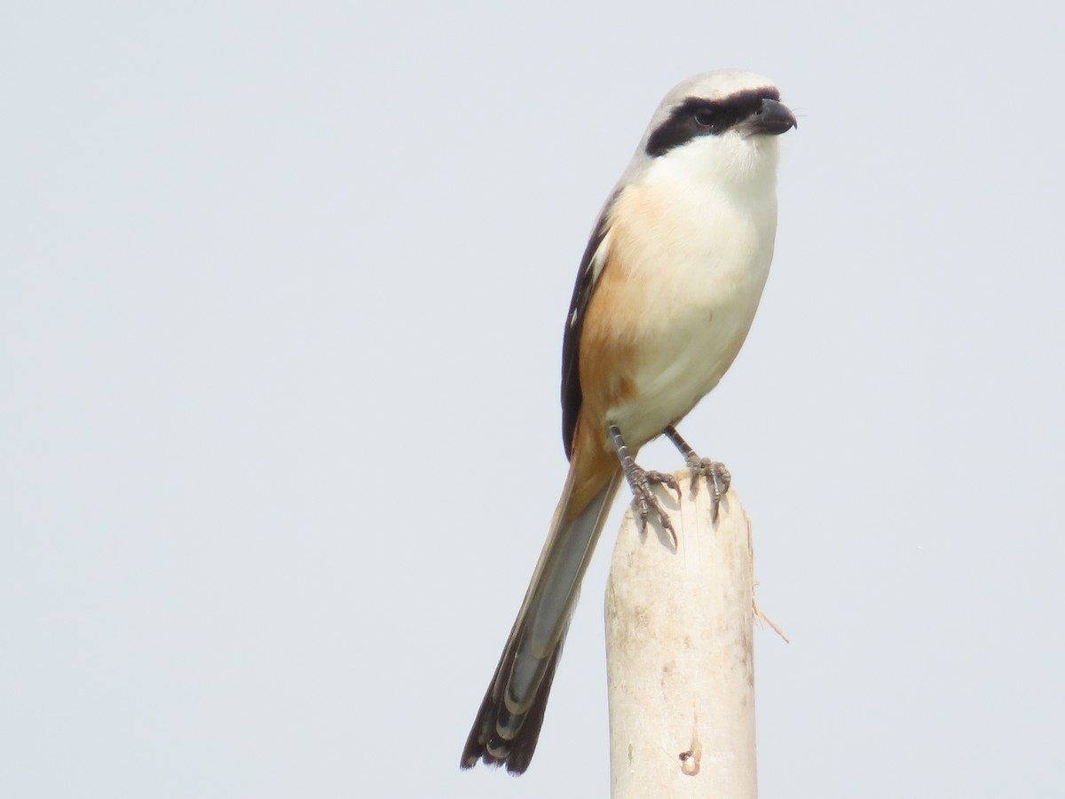 Алаг дунхай - ML646738027