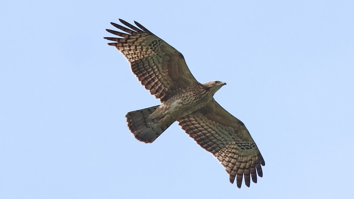 Хохлатый осоед - ML646738029