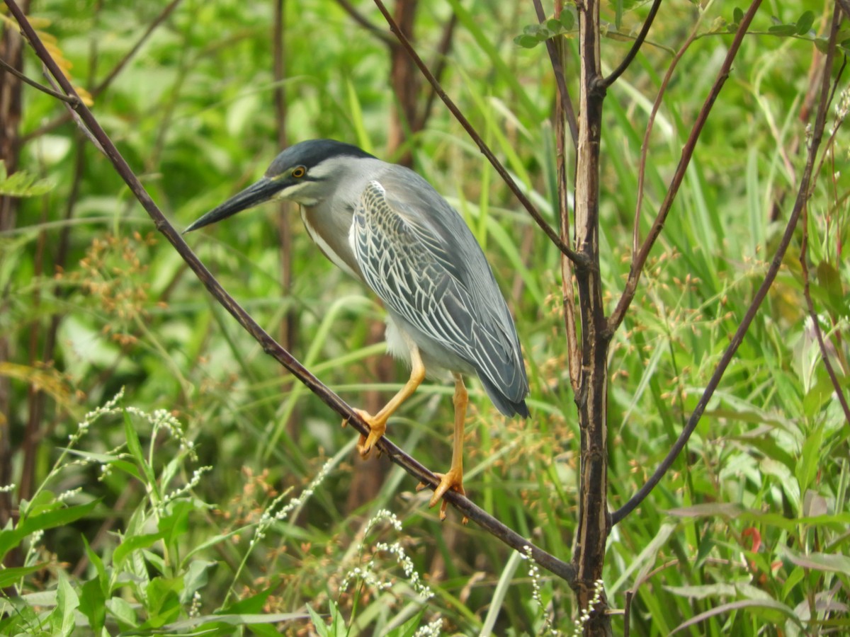 Héron strié - ML646738031