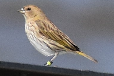 Safrangilbtangare - ML646738032