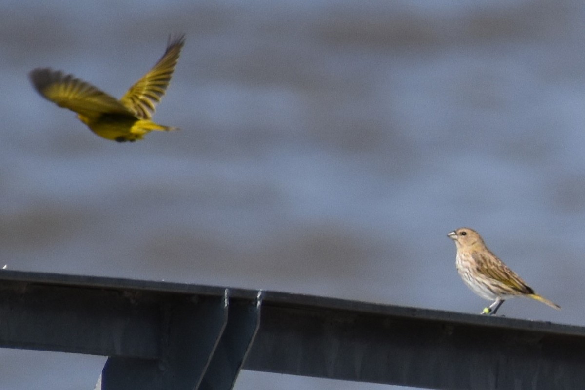 Safrangilbtangare - ML646738033