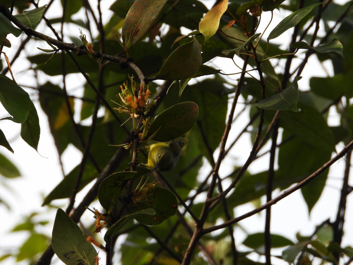 Саїманга жовточерева - ML646738035