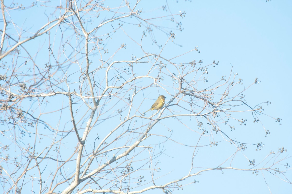 Красная пиранга - ML646738037